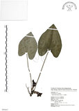 中文名:大花細辛(S098807)學名:Asarum macranthum Hook. f.(S098807)中文別名:馬蹄香