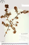 中文名:臺灣黃杉(G000200)學名:Pseudotsuga wilsoniana Hayata(G000200)英文名:Taiesn douglas fir