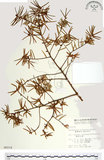 中文名:臺灣黃杉(G000214)學名:Pseudotsuga wilsoniana Hayata(G000214)英文名:Taiesn douglas fir