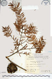 中文名:臺灣黃杉(G000846)學名:Pseudotsuga wilsoniana Hayata(G000846)英文名:Taiesn douglas fir