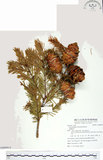 中文名:臺灣黃杉(G000914)學名:Pseudotsuga wilsoniana Hayata(G000914)英文名:Taiesn douglas fir