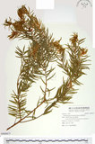中文名:臺灣黃杉(G000977)學名:Pseudotsuga wilsoniana Hayata(G000977)英文名:Taiesn douglas fir