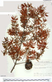 中文名:臺灣黃杉(G001026)學名:Pseudotsuga wilsoniana Hayata(G001026)英文名:Taiesn douglas fir