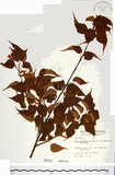 中文名:尖葉槭(S000015)學名:Acer kawakamii Koidz.(S000015)英文名:Kawakmi maple