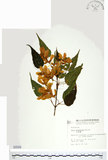 中文名:尖葉槭(S000589)學名:Acer kawakamii Koidz.(S000589)英文名:Kawakmi maple