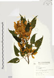 中文名:尖葉槭(S000590)學名:Acer kawakamii Koidz.(S000590)英文名:Kawakmi maple