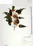 中文名:尖葉槭(S000591)學名:Acer kawakamii Koidz.(S000591)英文名:Kawakmi maple