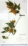 中文名:尖葉槭(S000594)學名:Acer kawakamii Koidz.(S000594)英文名:Kawakmi maple