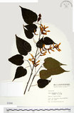 中文名:尖葉槭(S001844)學名:Acer kawakamii Koidz.(S001844)英文名:Kawakmi maple