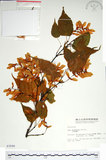 中文名:尖葉槭(S003590)學名:Acer kawakamii Koidz.(S003590)英文名:Kawakmi maple