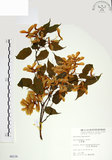 中文名:尖葉槭(S006230)學名:Acer kawakamii Koidz.(S006230)英文名:Kawakmi maple