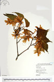 中文名:尖葉槭(S025860)學名:Acer kawakamii Koidz.(S025860)英文名:Kawakmi maple