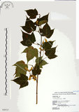 中文名:尖葉槭(S028727)學名:Acer kawakamii Koidz.(S028727)英文名:Kawakmi maple