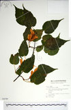 中文名:尖葉槭(S030789)學名:Acer kawakamii Koidz.(S030789)英文名:Kawakmi maple