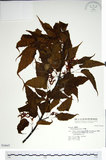 中文名:尖葉槭(S034647)學名:Acer kawakamii Koidz.(S034647)英文名:Kawakmi maple