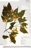 中文名:尖葉槭(S054823)學名:Acer kawakamii Koidz.(S054823)英文名:Kawakmi maple