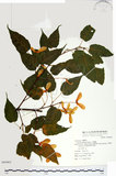 中文名:尖葉槭(S069462)學名:Acer kawakamii Koidz.(S069462)英文名:Kawakmi maple