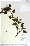 中文名:尖葉槭(S069776)學名:Acer kawakamii Koidz.(S069776)英文名:Kawakmi maple