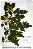 中文名:尖葉槭(S074444)學名:Acer kawakamii Koidz.(S074444)英文名:Kawakmi maple