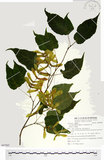 中文名:尖葉槭(S087885)學名:Acer kawakamii Koidz.(S087885)英文名:Kawakmi maple