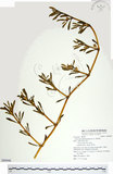 中文名:海馬齒(S089046)學名:Sesuvium portulacastrum (L.) L.(S089046)