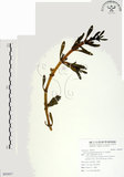 中文名:海馬齒(S092857)學名:Sesuvium portulacastrum (L.) L.(S092857)