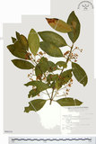 中文名:刺果衛矛(S046510)學名:Euonymus spraguei Hayata(S046510)