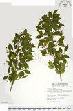 中文名:刺果衛矛(S074527)學名:Euonymus spraguei Hayata(S074527)