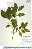 中文名:刺果衛矛(S077013)學名:Euonymus spraguei Hayata(S077013)