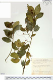 中文名:刺果衛矛(S087624)學名:Euonymus spraguei Hayata(S087624)