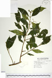 中文名:刺果衛矛(S088975)學名:Euonymus spraguei Hayata(S088975)