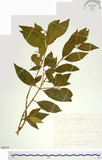 中文名:刺果衛矛(S089318)學名:Euonymus spraguei Hayata(S089318)