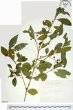 中文名:刺果衛矛(S090134)學名:Euonymus spraguei Hayata(S090134)