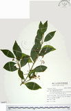 中文名:刺果衛矛(S094851)學名:Euonymus spraguei Hayata(S094851)