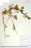 中文名:印加孔雀草(S094311)學名:Tagetes minuta L.(S094311)