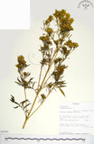 中文名:印加孔雀草(S095943)學名:Tagetes minuta L.(S095943)