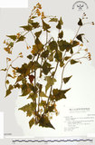 中文名:小蔓黃菀(S043460)學名:Senecio scandens Ham. ex D. Don var. crataegifolius (Hayata) Kitamura(S043460)