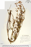 中文名:小蔓黃苑(S054512)學名:Senecio crataegifolius Hayata(S054512)