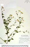 中文名:小蔓黃苑(S076916)學名:Senecio crataegifolius Hayata(S076916)