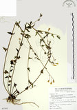 中文名:小蔓黃菀(S077015)學名:Senecio scandens Ham. ex D. Don var. crataegifolius (Hayata) Kitamura(S077015)