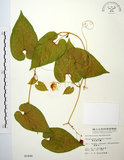 中文名:斑花青牛膽(S002446)學名:Thladiantha punctata Hayata(S002446)