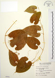 中文名:斑花青牛膽(S005962)學名:Thladiantha punctata Hayata(S005962)