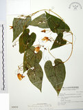 中文名:斑花青牛膽(S028524)學名:Thladiantha punctata Hayata(S028524)