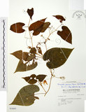 中文名:斑花青牛膽(S034697)學名:Thladiantha punctata Hayata(S034697)