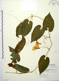 中文名:斑花青牛膽(S069149)學名:Thladiantha punctata Hayata(S069149)