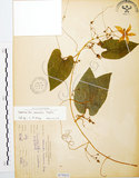 中文名:斑花青牛膽(S075833)學名:Thladiantha punctata Hayata(S075833)