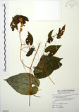 中文名:斑花青牛膽(S088468)學名:Thladiantha punctata Hayata(S088468)