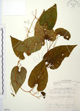 中文名:斑花青牛膽(S089132)學名:Thladiantha punctata Hayata(S089132)