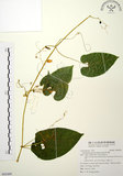 中文名:斑花青牛膽(S092489)學名:Thladiantha punctata Hayata(S092489)