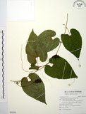 中文名:斑花青牛膽(S092584)學名:Thladiantha punctata Hayata(S092584)